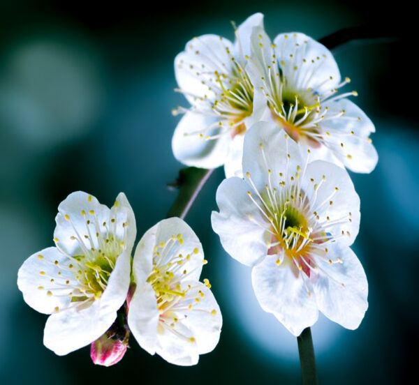 Plum Blossom  (White)