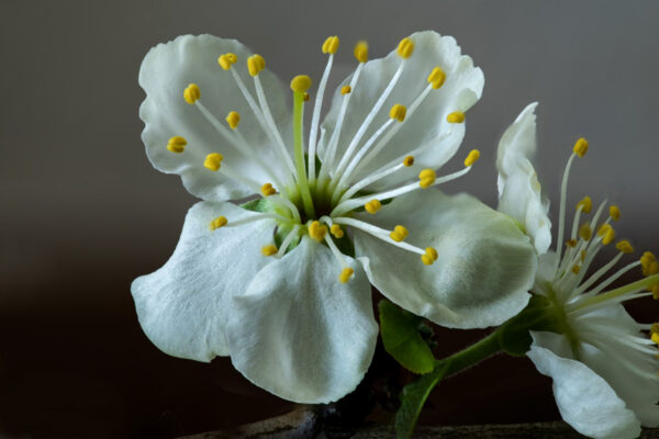 Plum Blossom  (White) - Image 4