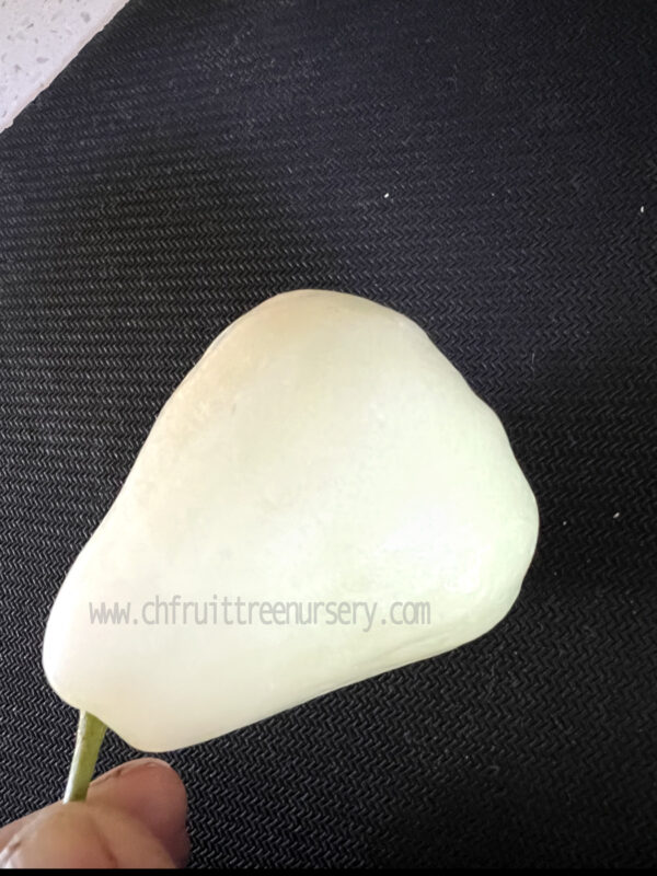 Green Diamond Wax Apple ( Thai Green wax Apple)free shipping - Image 7