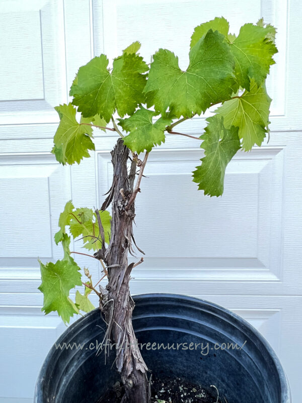 Vitis labruscana vines "Kyoho"    free shipping - Image 9