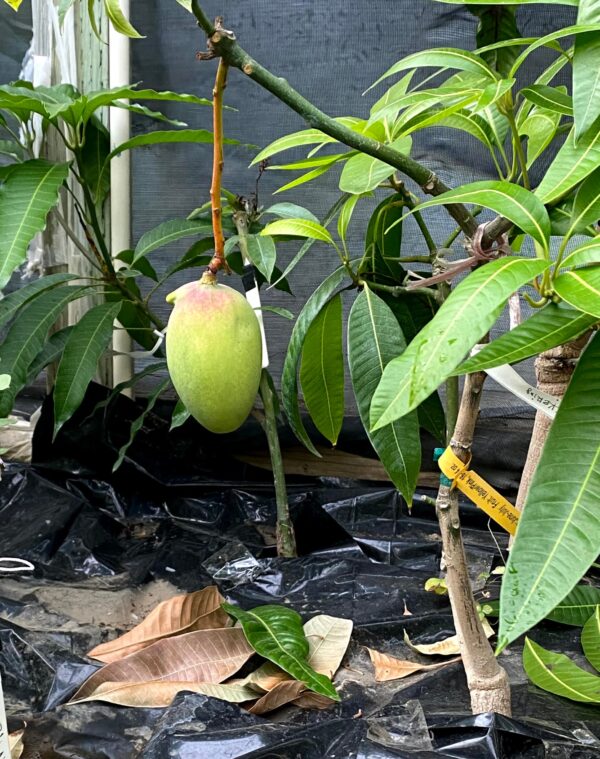 Pickering mango - Image 4