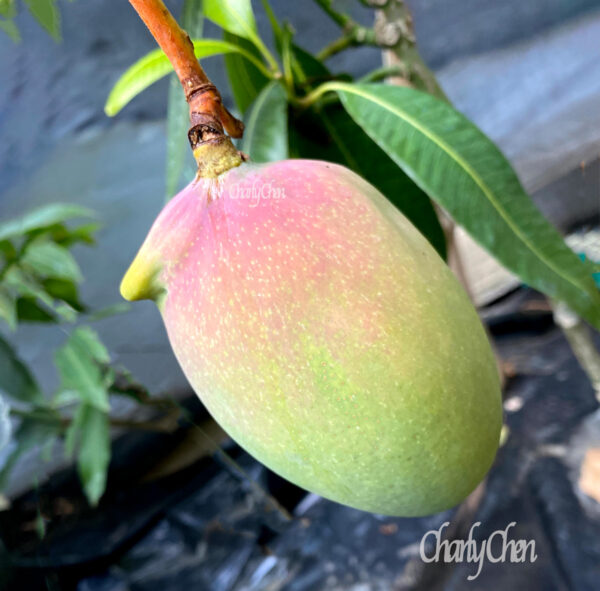 Pickering mango - Image 2