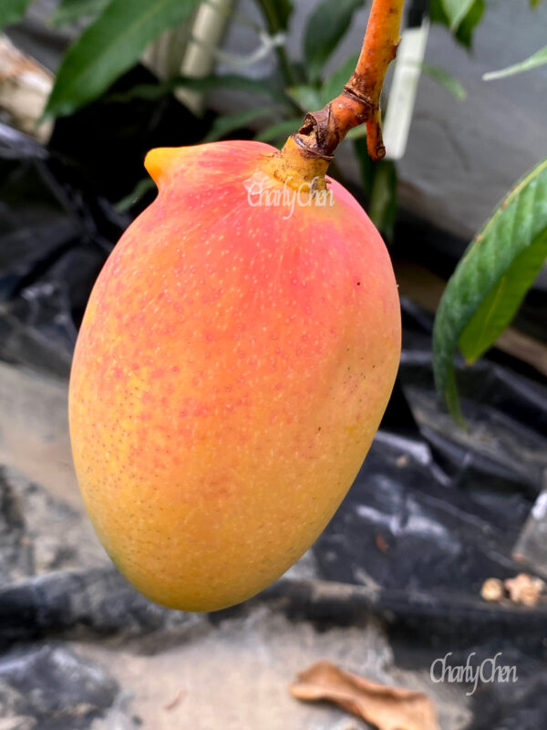 Pickering mango