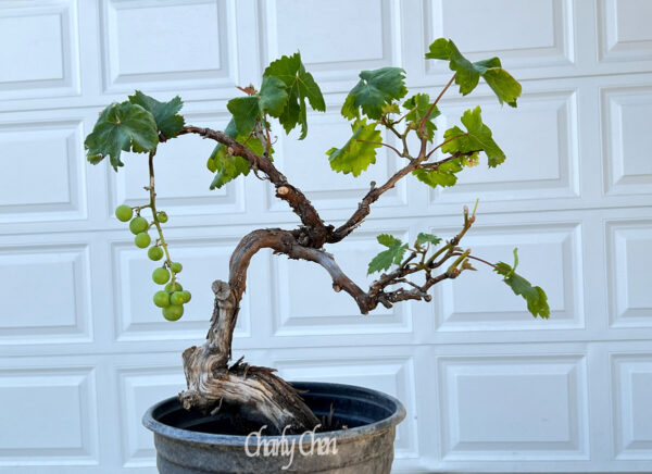 Kyoho Grape Bonsai