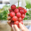 Ruby Roman red grapes. ( Collection. limited production )