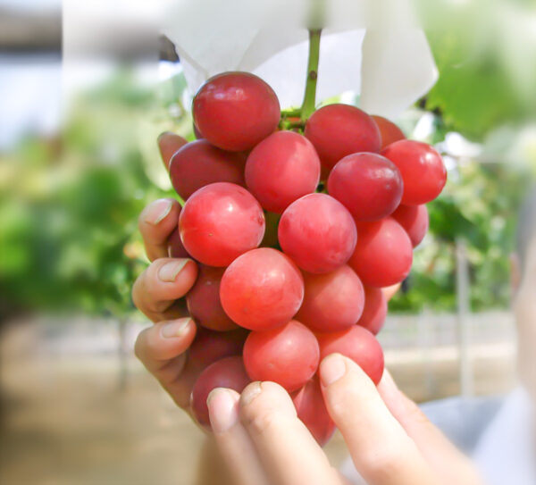 Ruby Roman red grapes. ( Collection. limited production )