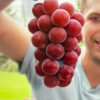 Ruby Roman red grapes. ( Collection. limited production ) - Image 4