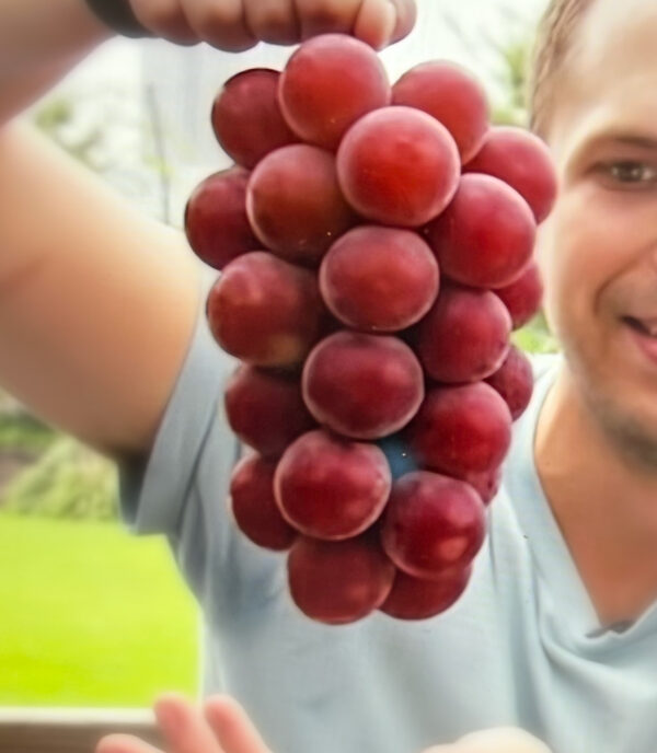 Ruby Roman red grapes. ( Collection. limited production ) - Image 4