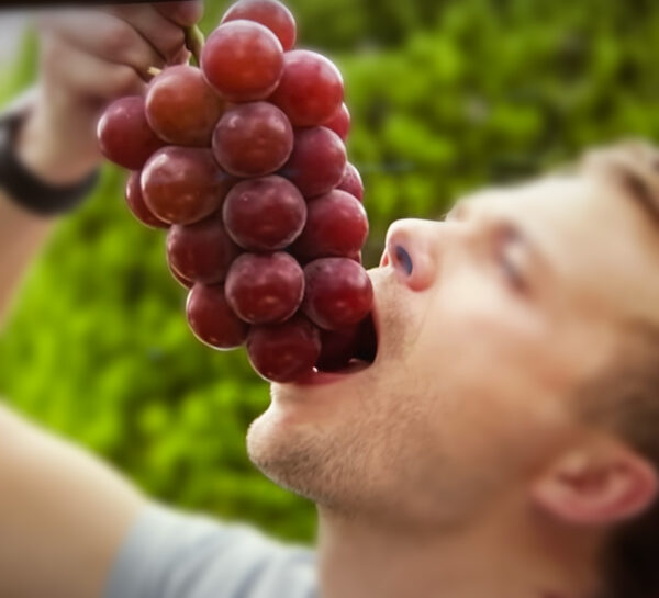 Ruby Roman red grapes. ( Collection. limited production ) - Image 2