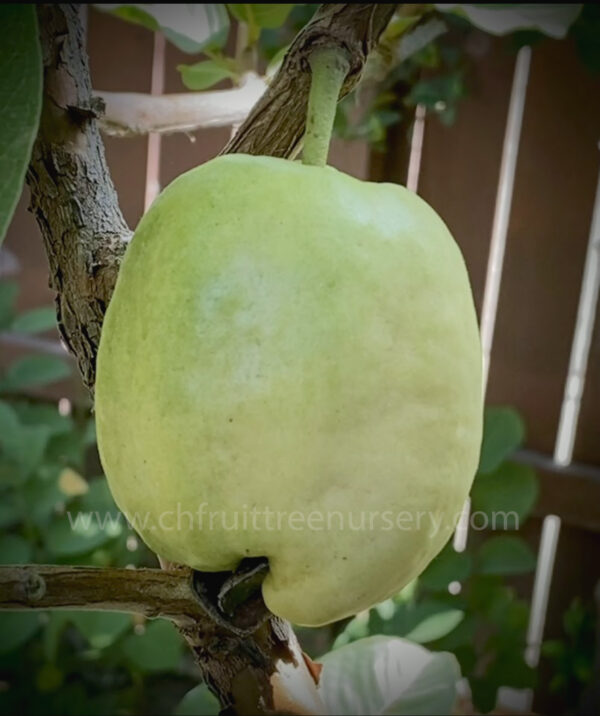 Indonesia Seedless Guava - Unique  aroma& great fruit must have - Image 2