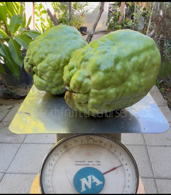 Taiwan Seedless Guava (Apple guava) Limited production . free shipping - Image 2