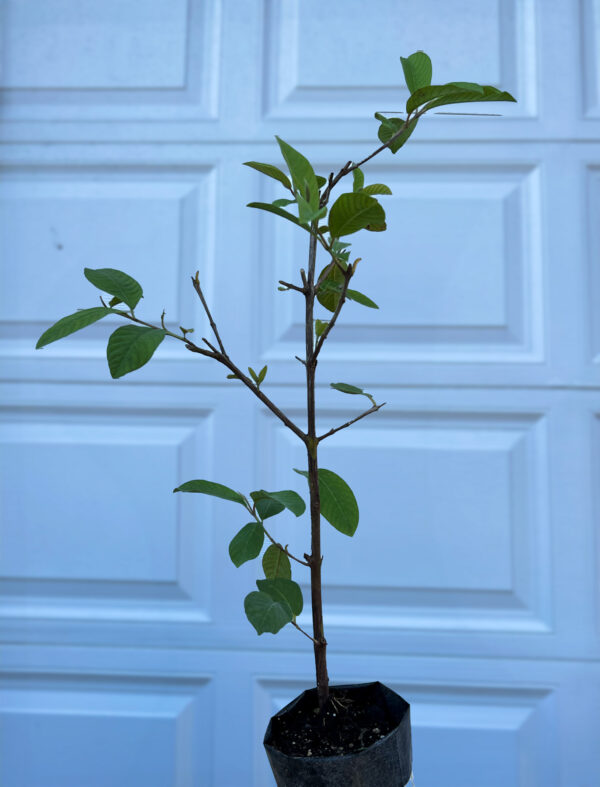 Crystal Guava seedless ( Queen guava , Diamond Guava ) Limited production - free shipping - Image 13