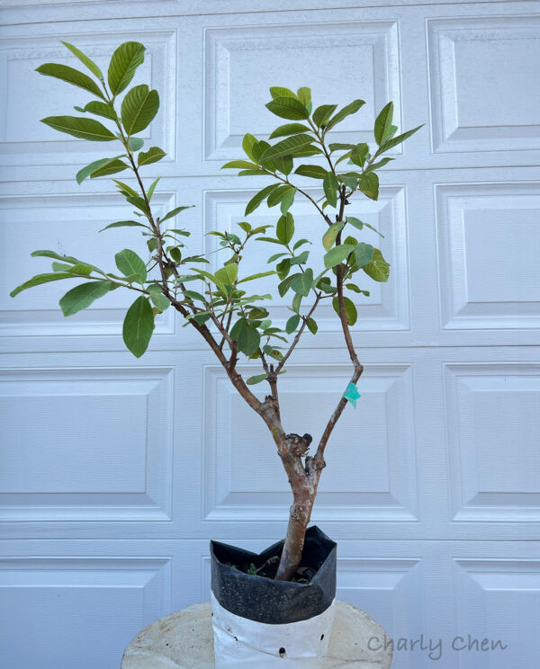 Crystal Guava seedless ( Queen guava , Diamond Guava ) Limited production - free shipping - Image 14