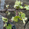 Ruby Roman red grapes. ( Collection. limited production ) - Image 5