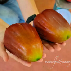 Perfume Wax Apple. free shipping
