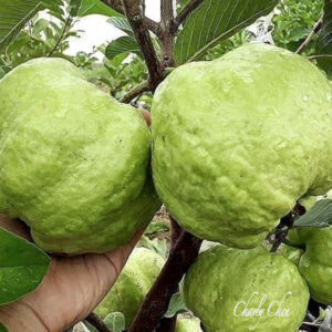 Crystal Guava seedless ( Queen guava , Diamond Guava ) Limited production - free shipping