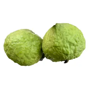 emperor guava. the king of the orchard