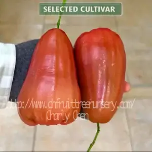 img 4633 Palm Wax Apple  - Actual harvest from our nursery in the USA