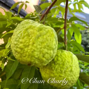 emperor guava. the king of the orchard