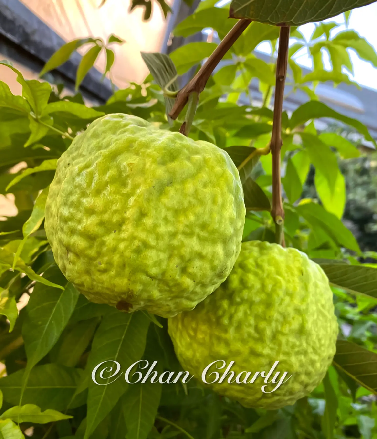 emperor guava. the king of the orchard emperor guava. the king of the orchard