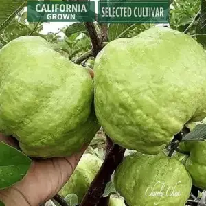Crystal seedless guava