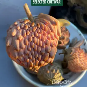 261864666 4947037685320308 487566883989699221 n