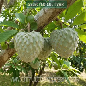 gemini generated image 2o0ih92o0ih92o0i