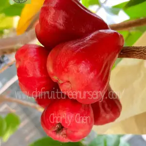 img 0639.a jpg, Black Gold Wax Apple - Actual harvest from our nursery in the USA