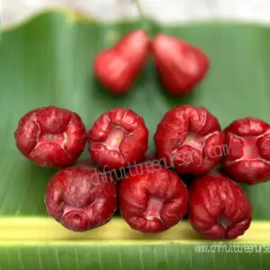 img 1186.a jpg . Thai Black Ruby Wax Apple - Actual harvest from our nursery in the USA