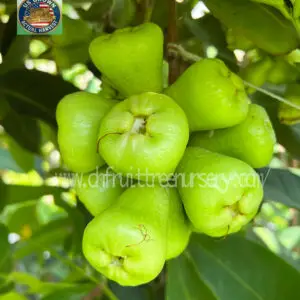 img 2823 2. Green Diamond Wax Apple - Actual harvest from our nursery in the USA