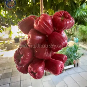 img 5047. Premium Classic Black Pearl - Actual harvest from our nursery in the USA.