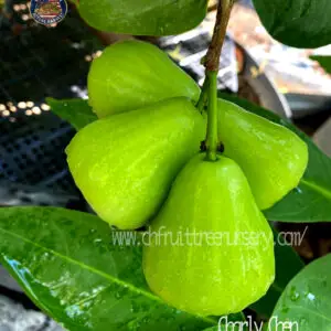 img 7909, Emerald Sugar Green Wax Apple - Actual harvest from our nursery in the USA