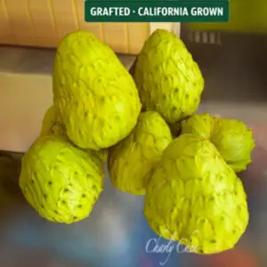 img 8697.4x6 1 300x300