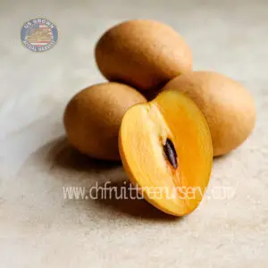 il 1588xn.7533810325 tj4i (1)