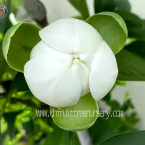 img 2722.magnolia-coco-night-scented-flower-close-up