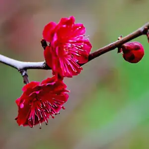Blooming Matsubara Red Japanese Flowering Apricot tree featuring fragrant dark red double flowers for premium bonsai and winter gardens.