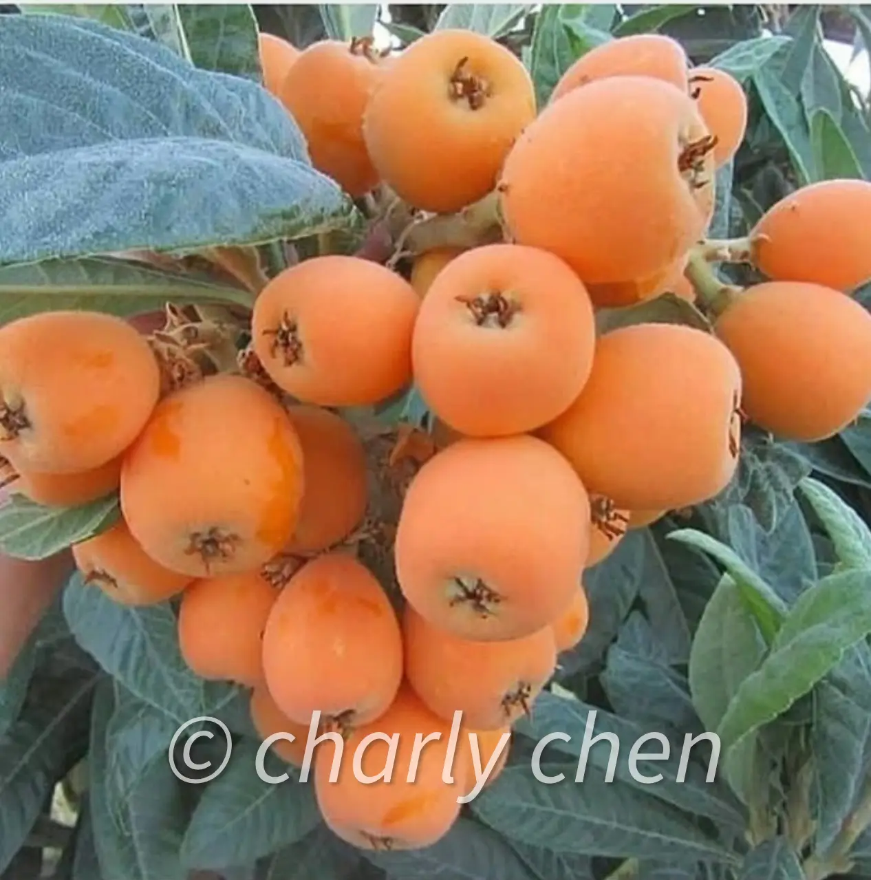 screenshot Big Jim Loquat tree loaded with large orange fruit