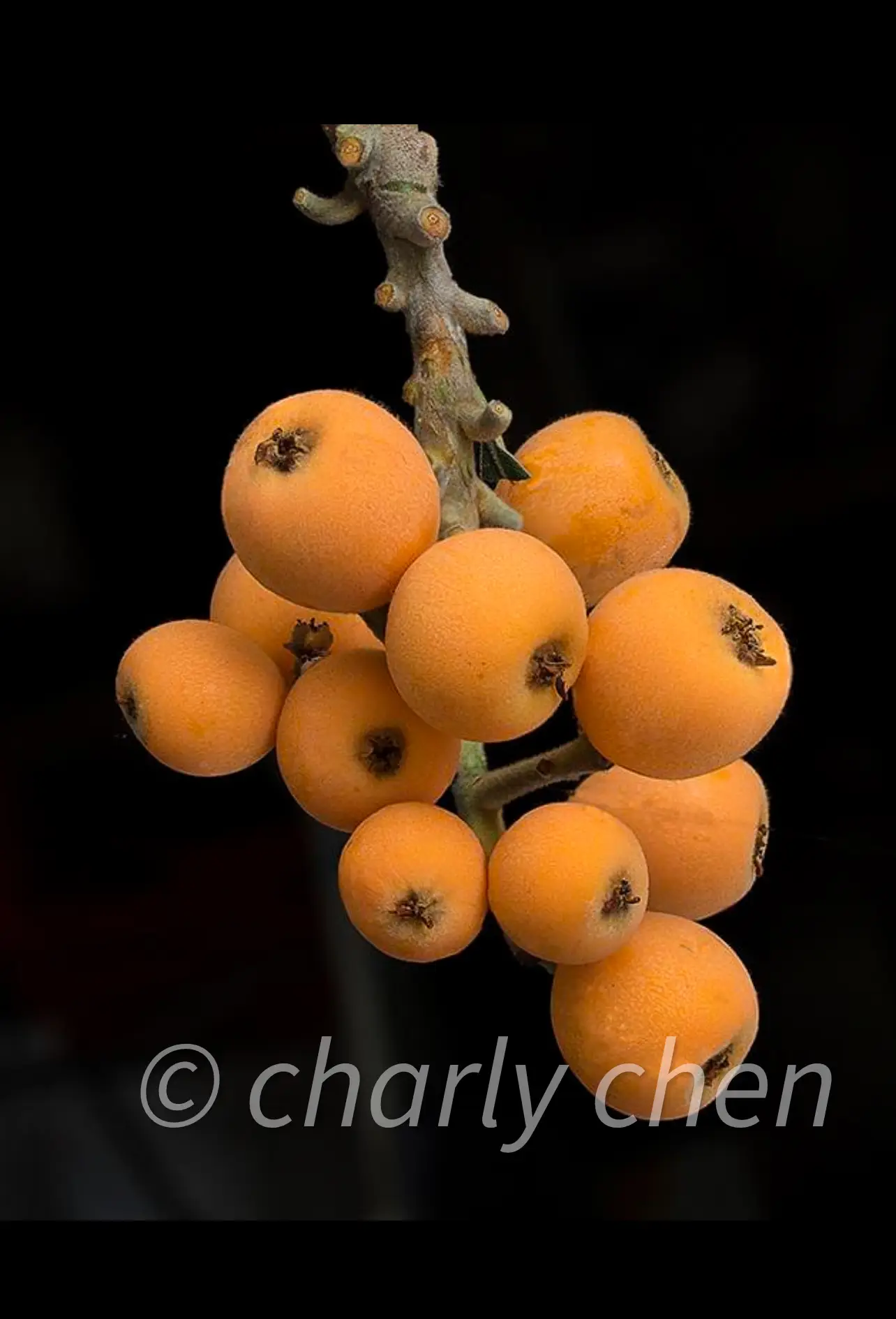screenshot Big Jim Loquat fruit showing extra-large sweet orange flesh and heavy fruit production