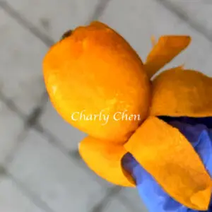 Big Jim Loquat fruit with sweet juicy orange flesh