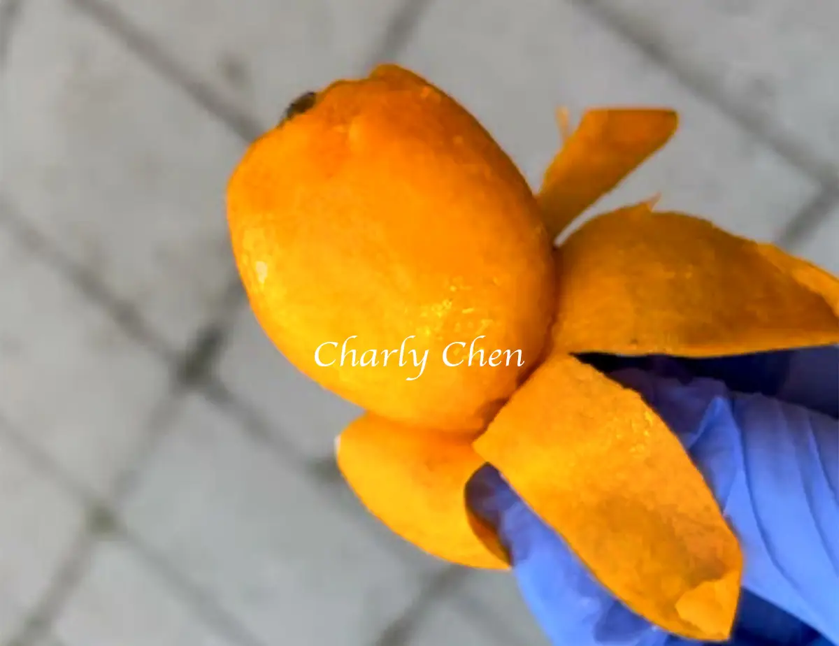 untitled 1 Big Jim Loquat fruit with sweet juicy orange flesh